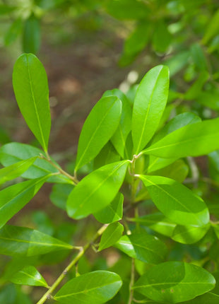 Dahoon Holly (Ilex Cassine)