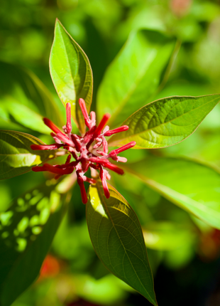 Native Firebush (Hamelia Patens)