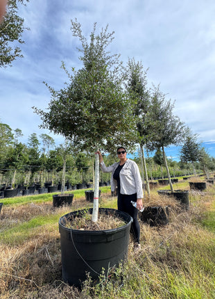 Live Oak (Quercus Virginiana)