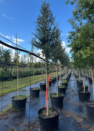 Live Oak (Quercus Virginiana)