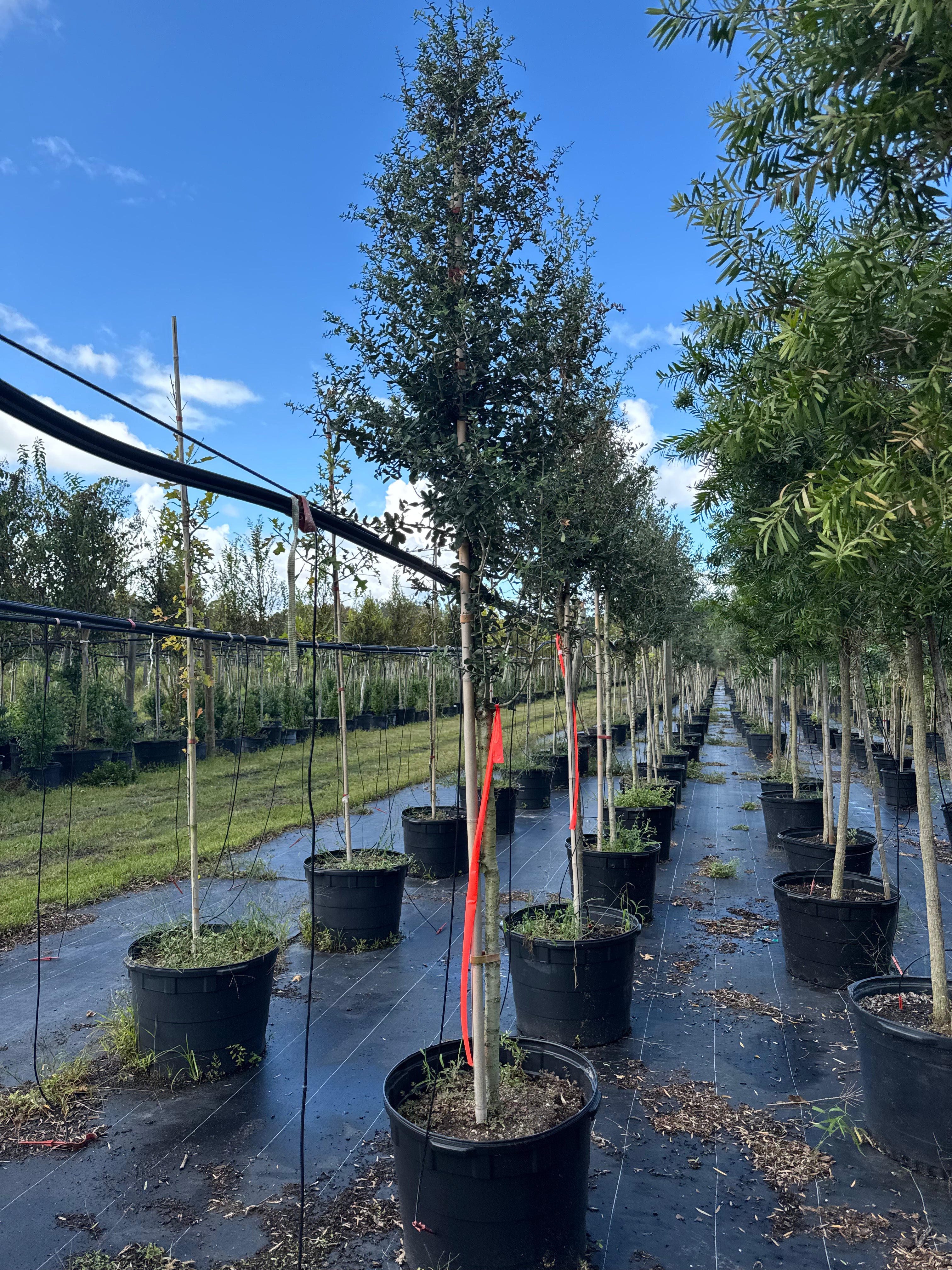 Live Oak (Quercus Virginiana)