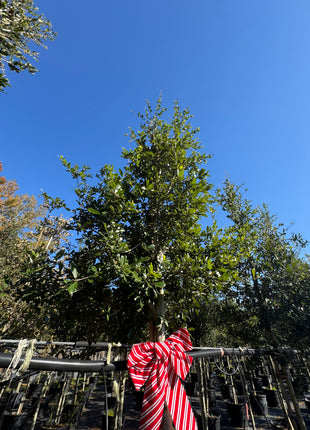 Live Oak (Quercus Virginiana)