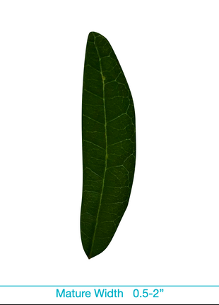 Live Oak (Quercus Virginiana)