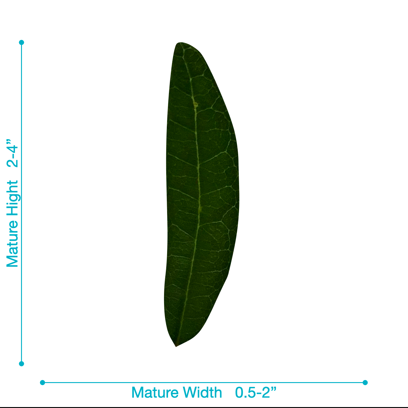 Live Oak (Quercus Virginiana)