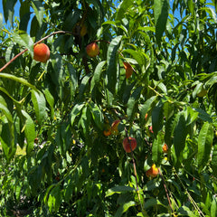Peach tree with ripe fruits surrounded by green leaves against a blue sky.
