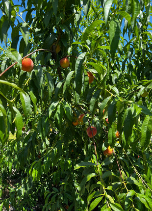 Peach tree with ripe fruits surrounded by green leaves against a blue sky.