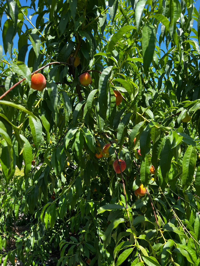 Peach tree with ripe fruits surrounded by green leaves against a blue sky.
