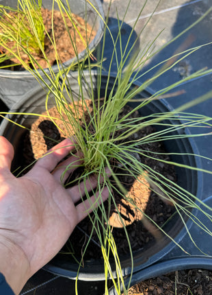 Long Leaf Pine (Pinus palustris)