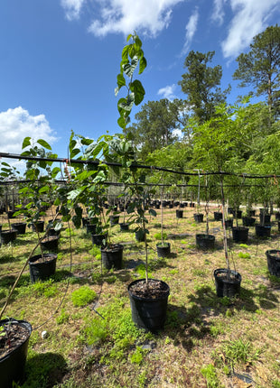 Native Mulberry (Morus Rubra)