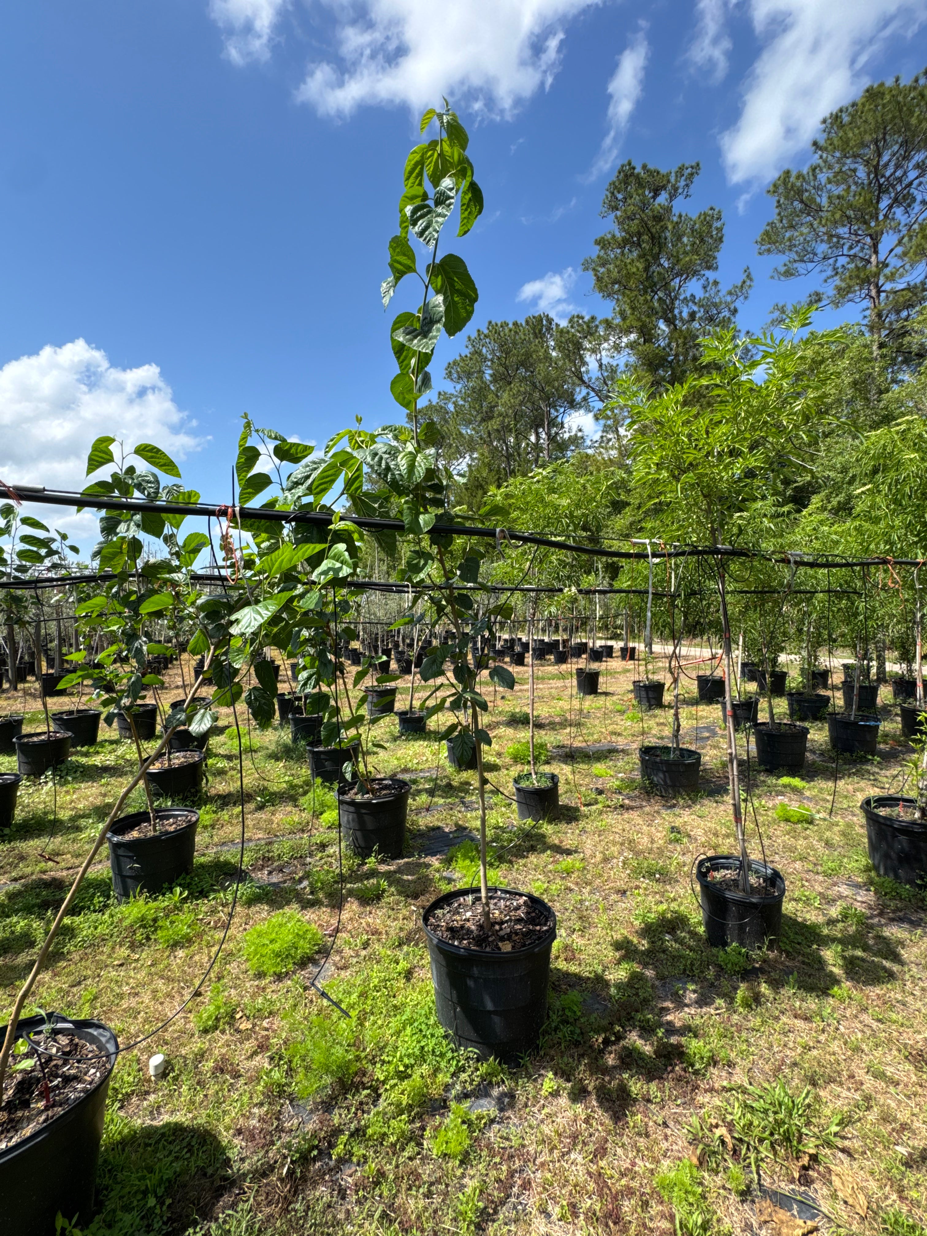 Native Mulberry (Morus Rubra)