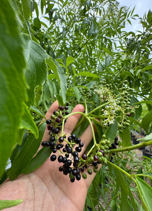Native Elderberry (Sambucus Nigra)