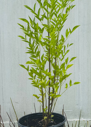 Native Elderberry (Sambucus Nigra)