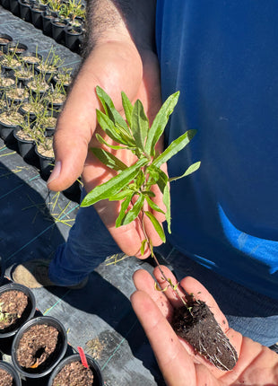 Native Milkweed Orange (Asclepias Tuberosa)