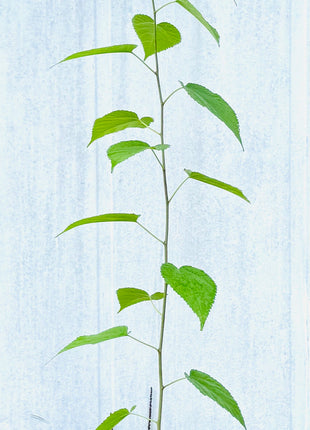 Native Mulberry (Morus Rubra)
