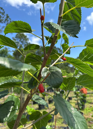 Native Mulberry (Morus Rubra)