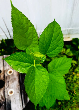 Native Mulberry (Morus Rubra)