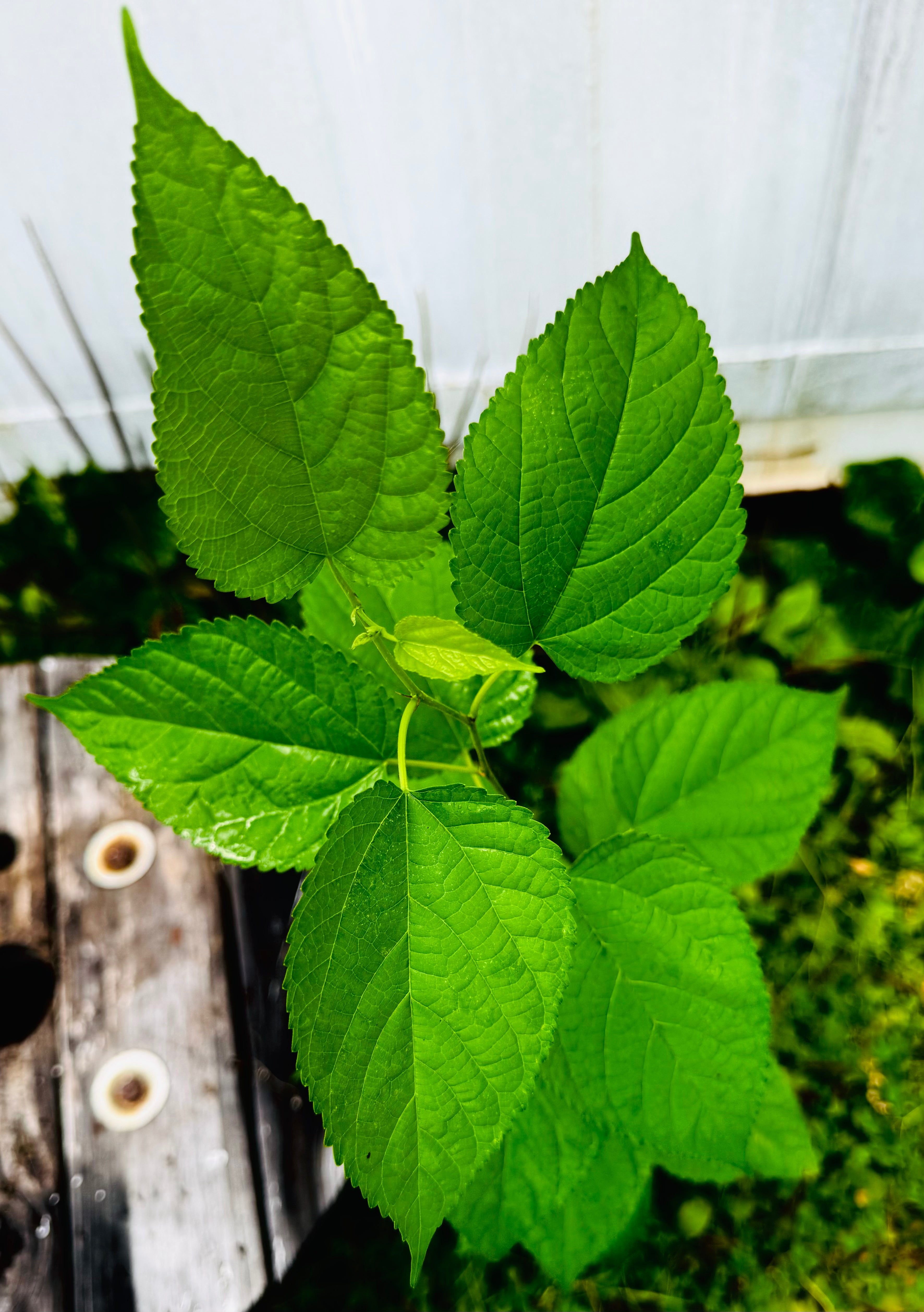 Native Mulberry (Morus Rubra)