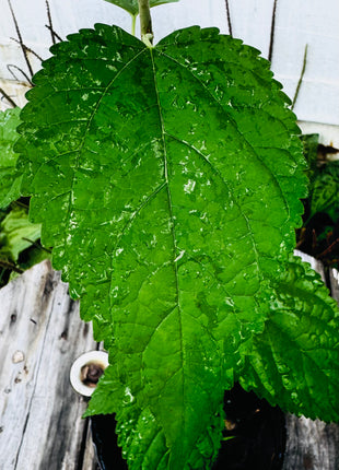 Native Mulberry (Morus Rubra)