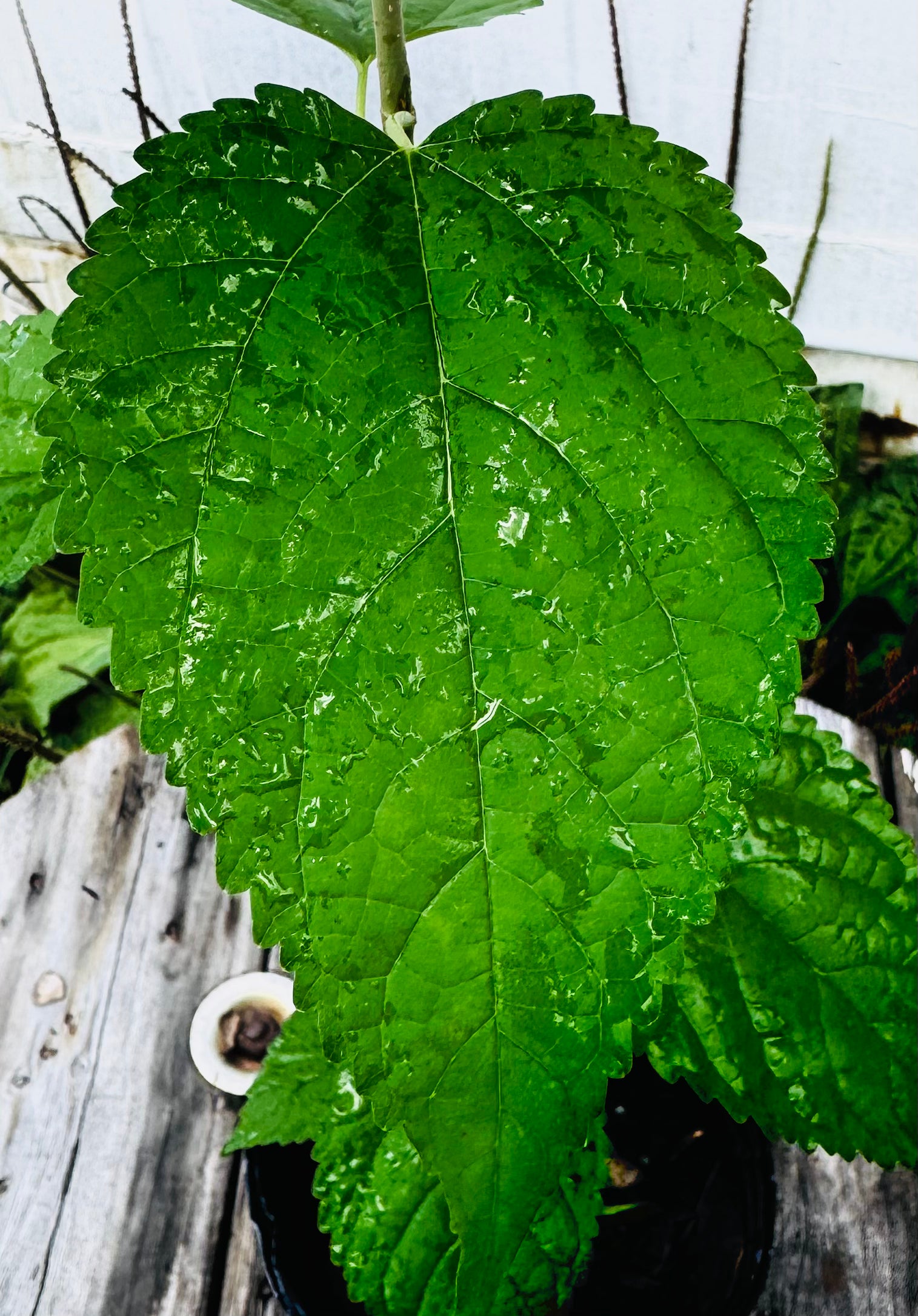 Native Mulberry (Morus Rubra)