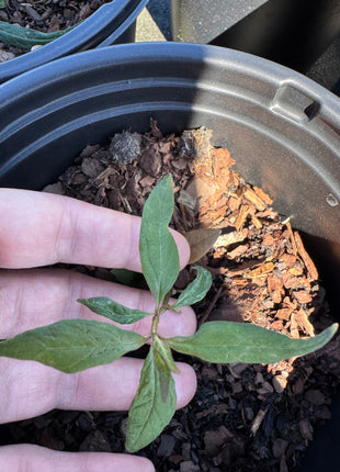 Native Milkweed White (Asclepias Perennis)
