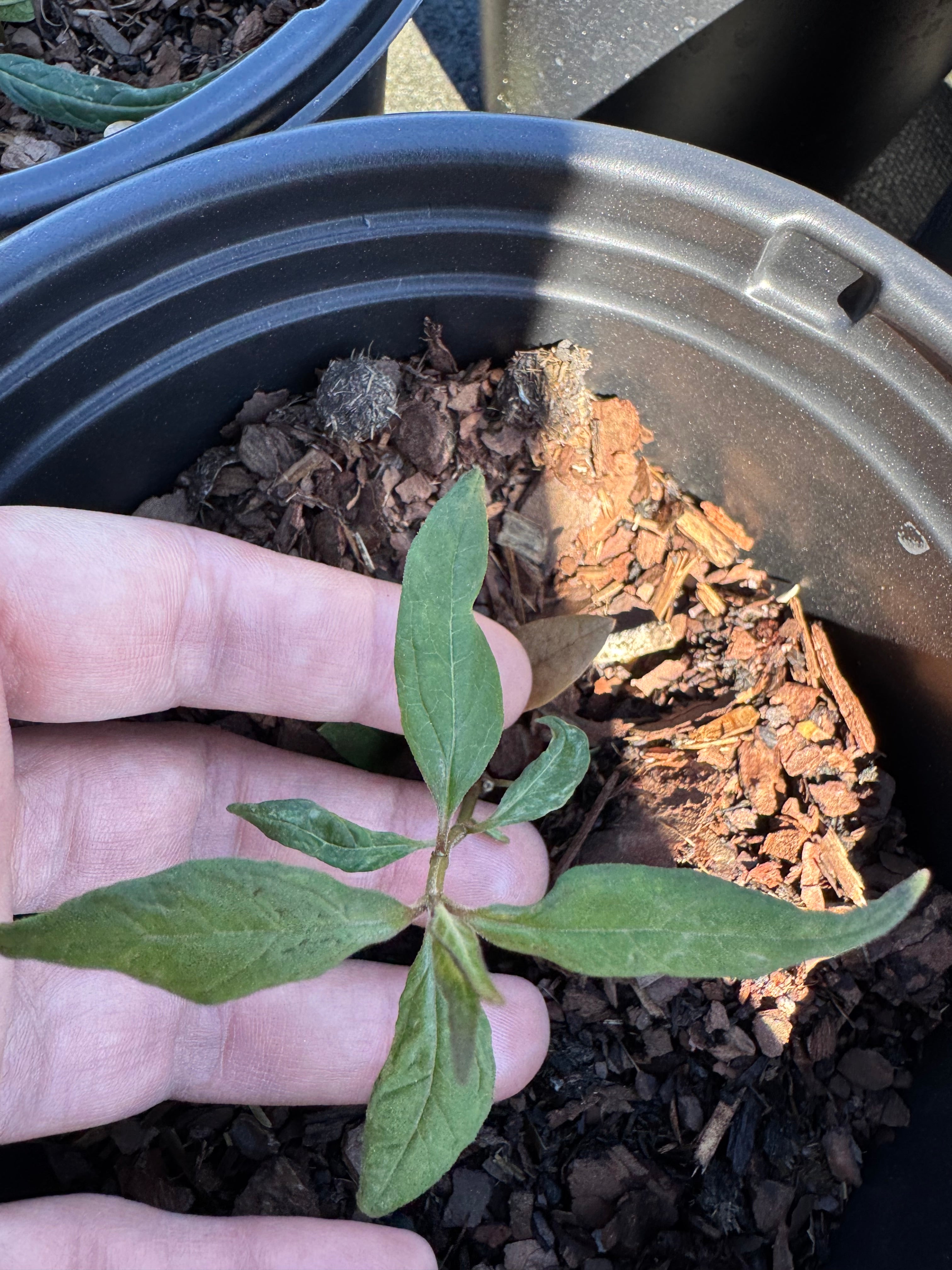 Native Milkweed White (Asclepias Perennis)