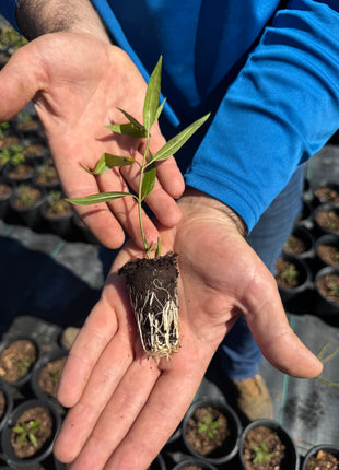 Native Milkweed White (Asclepias Perennis)