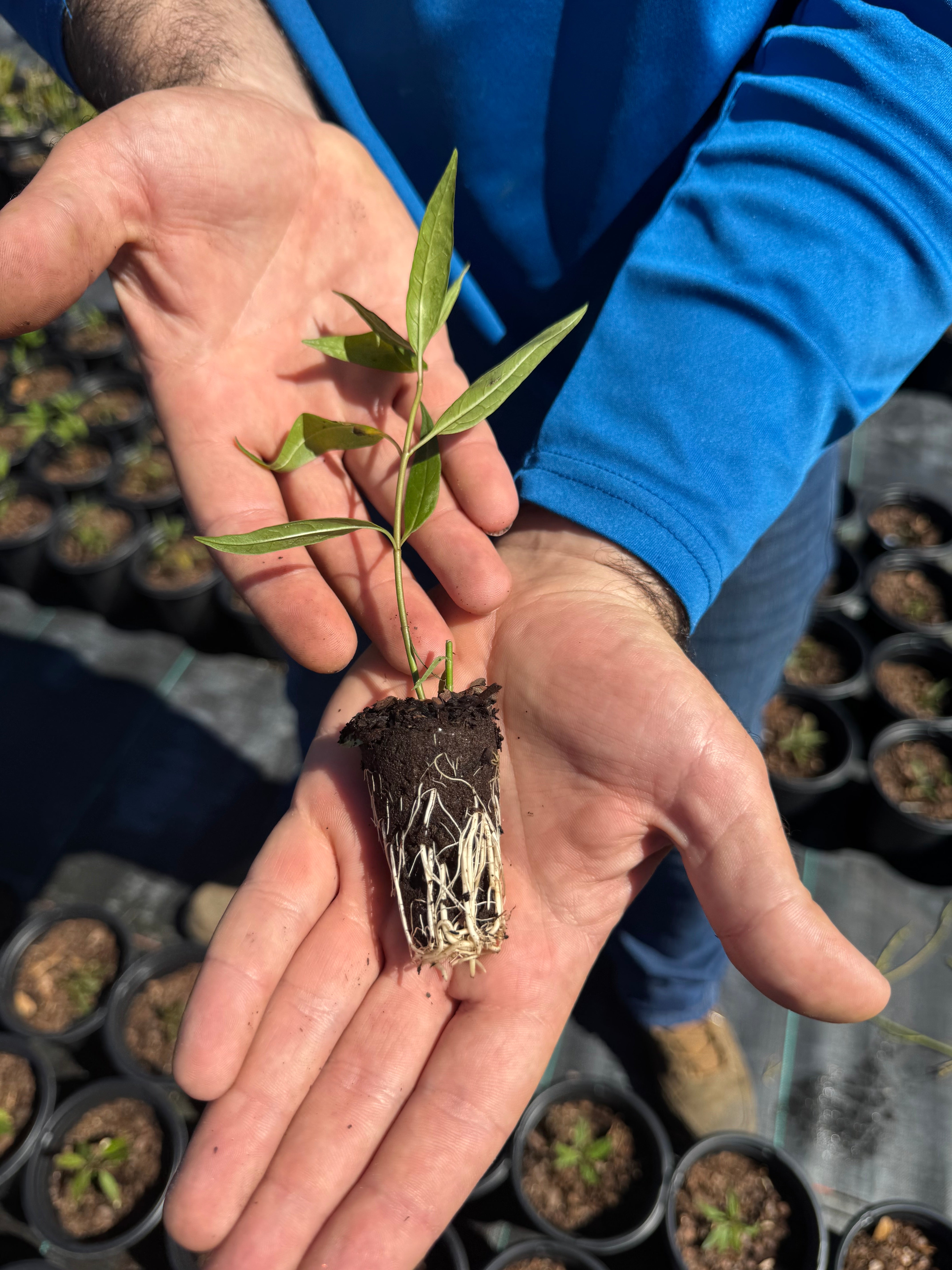 Native Milkweed White (Asclepias Perennis)