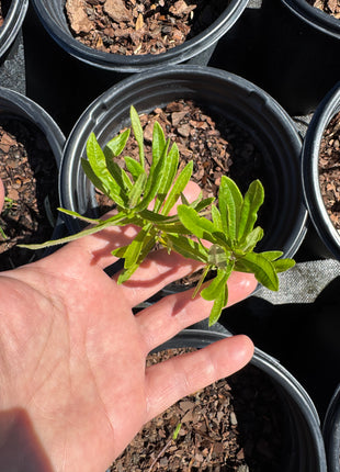 Native Milkweed Orange (Asclepias Tuberosa)