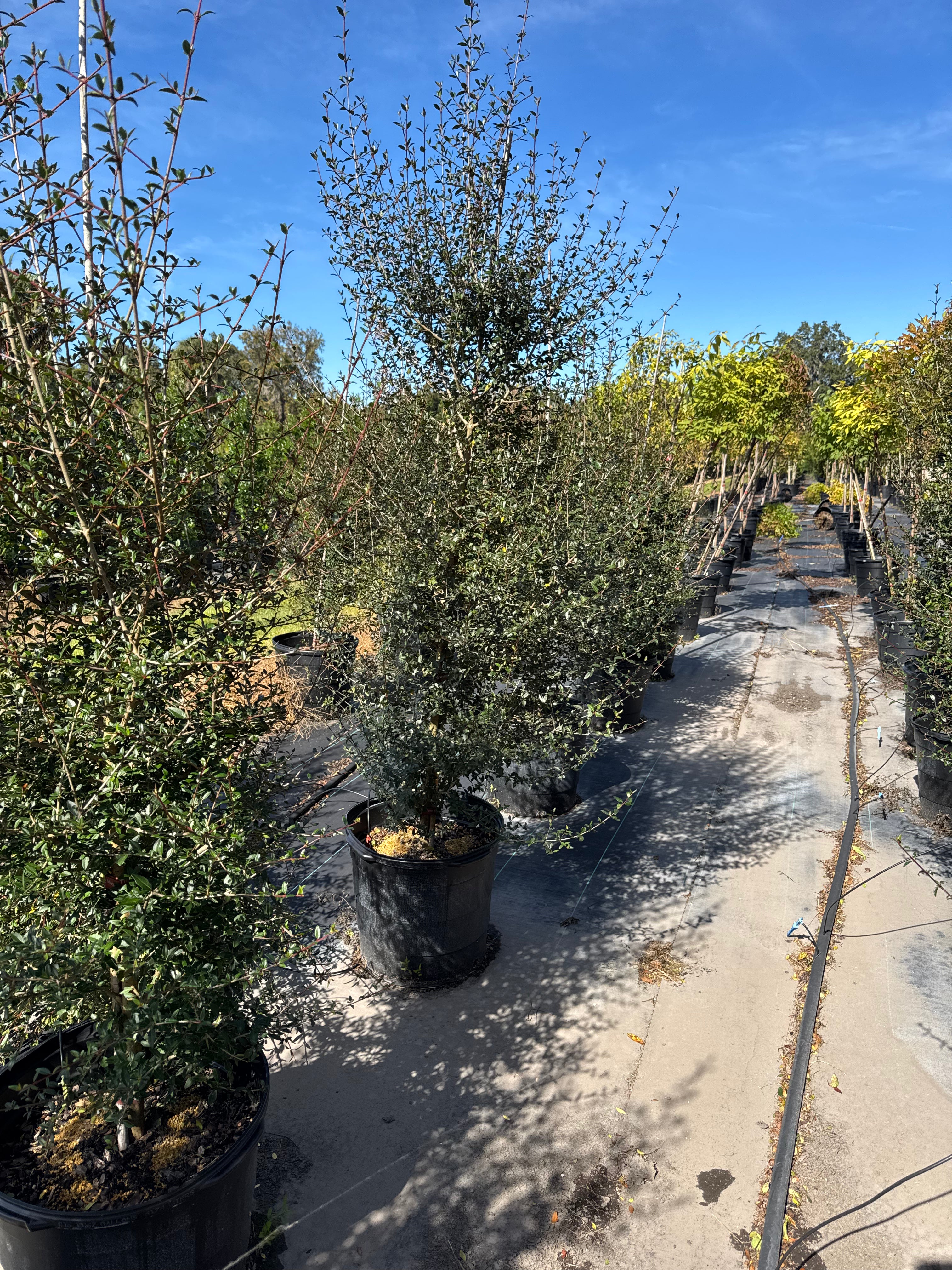 Row of potted trees in a nursery with a clear blue sky.