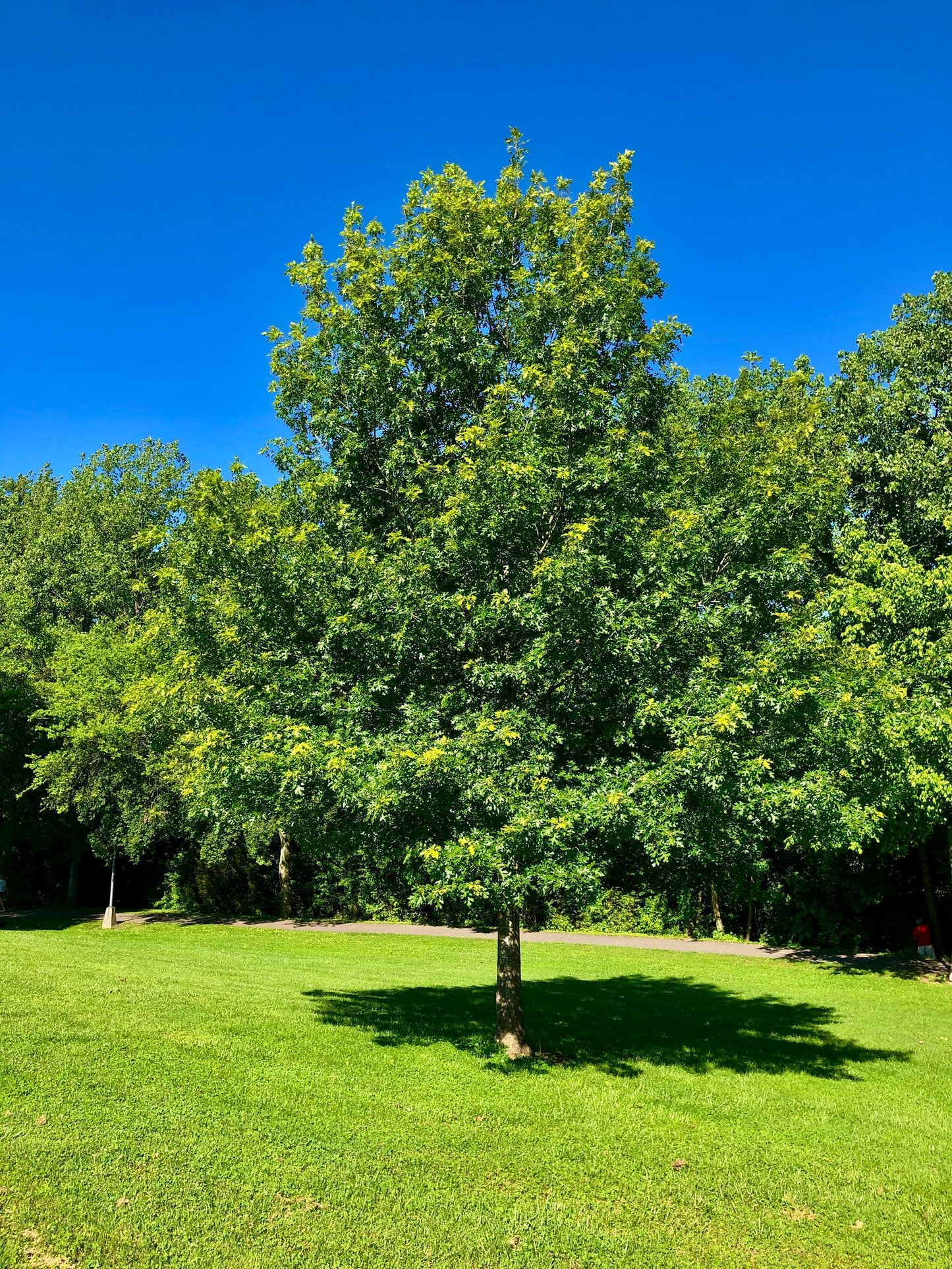 Nuttall Oak (Quercus Texana) 3 Gallon