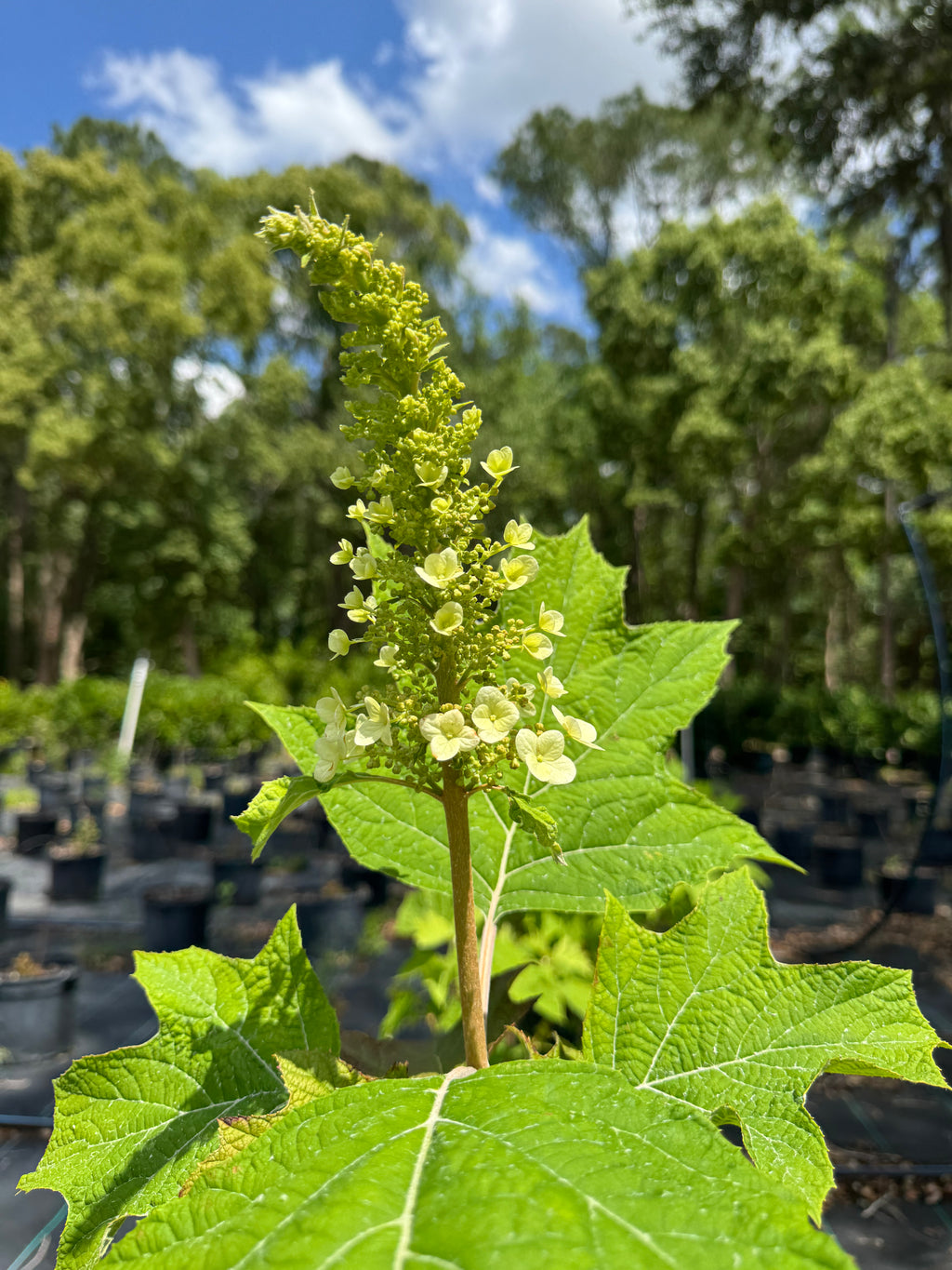 Oakleaf Hydrangea (Hydrangea Quercifolia) Florida Native 15 Gallon