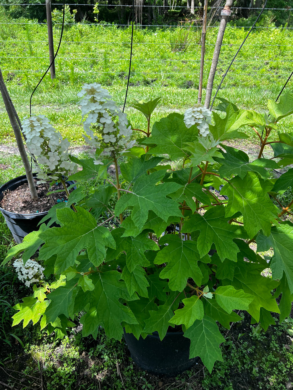 Oakleaf Hydrangea (Hydrangea Quercifolia) Florida Native 15 Gallon