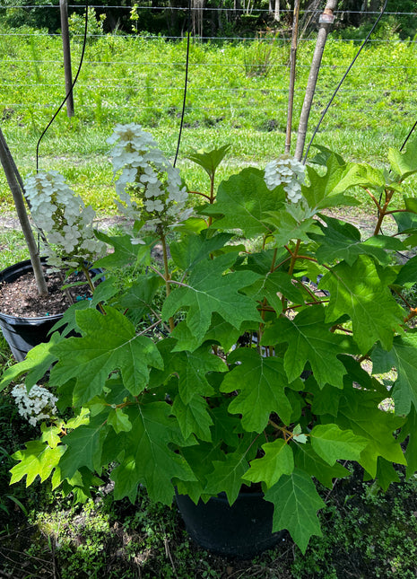 Oakleaf Hydrangea (Hydrangea Quercifolia)