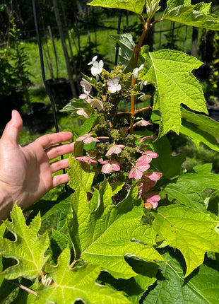 Oakleaf Hydrangea (Hydrangea Quercifolia)