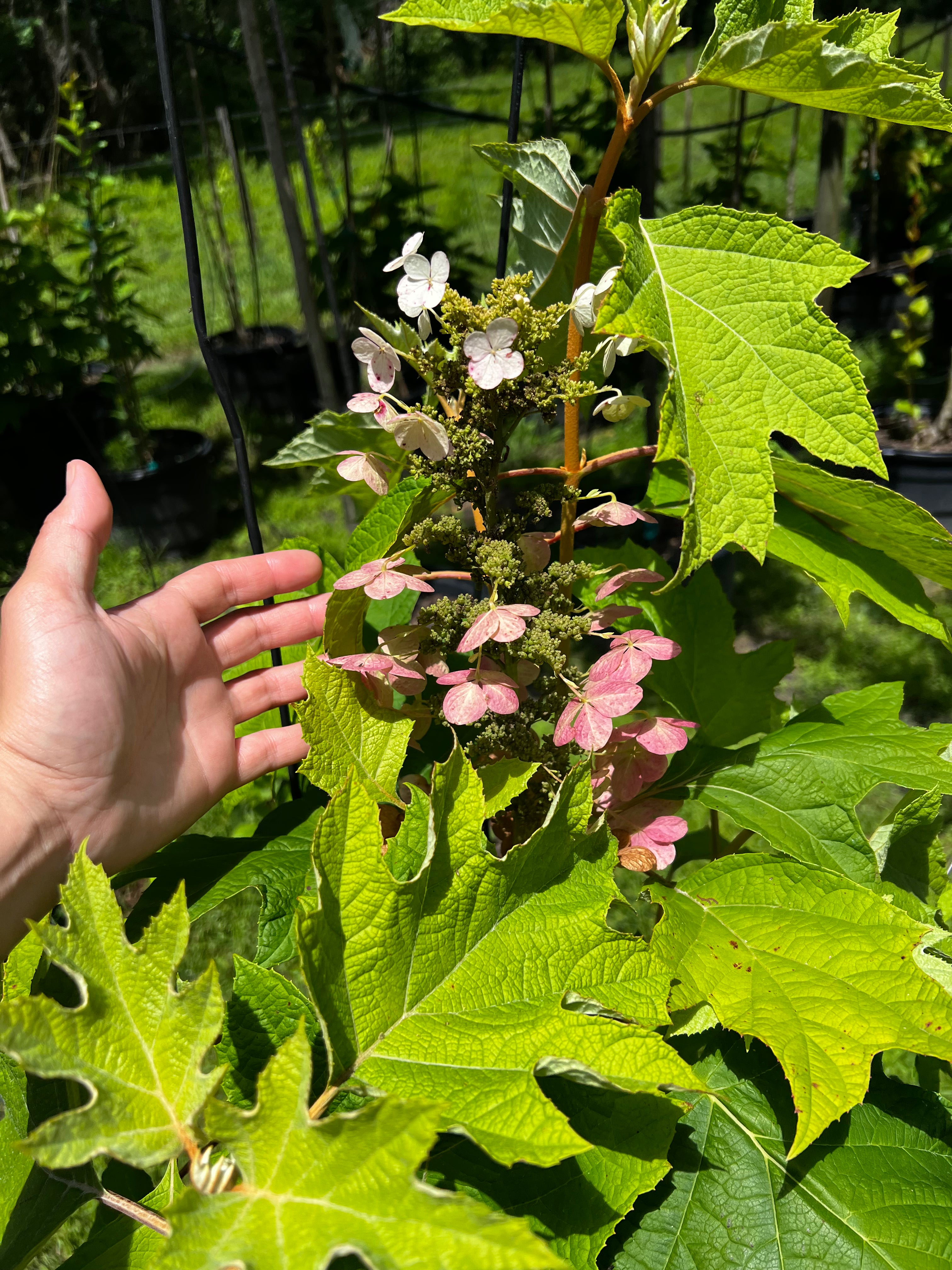 Oakleaf Hydrangea (Hydrangea Quercifolia)
