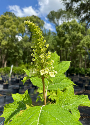 Oakleaf Hydrangea (Hydrangea Quercifolia)