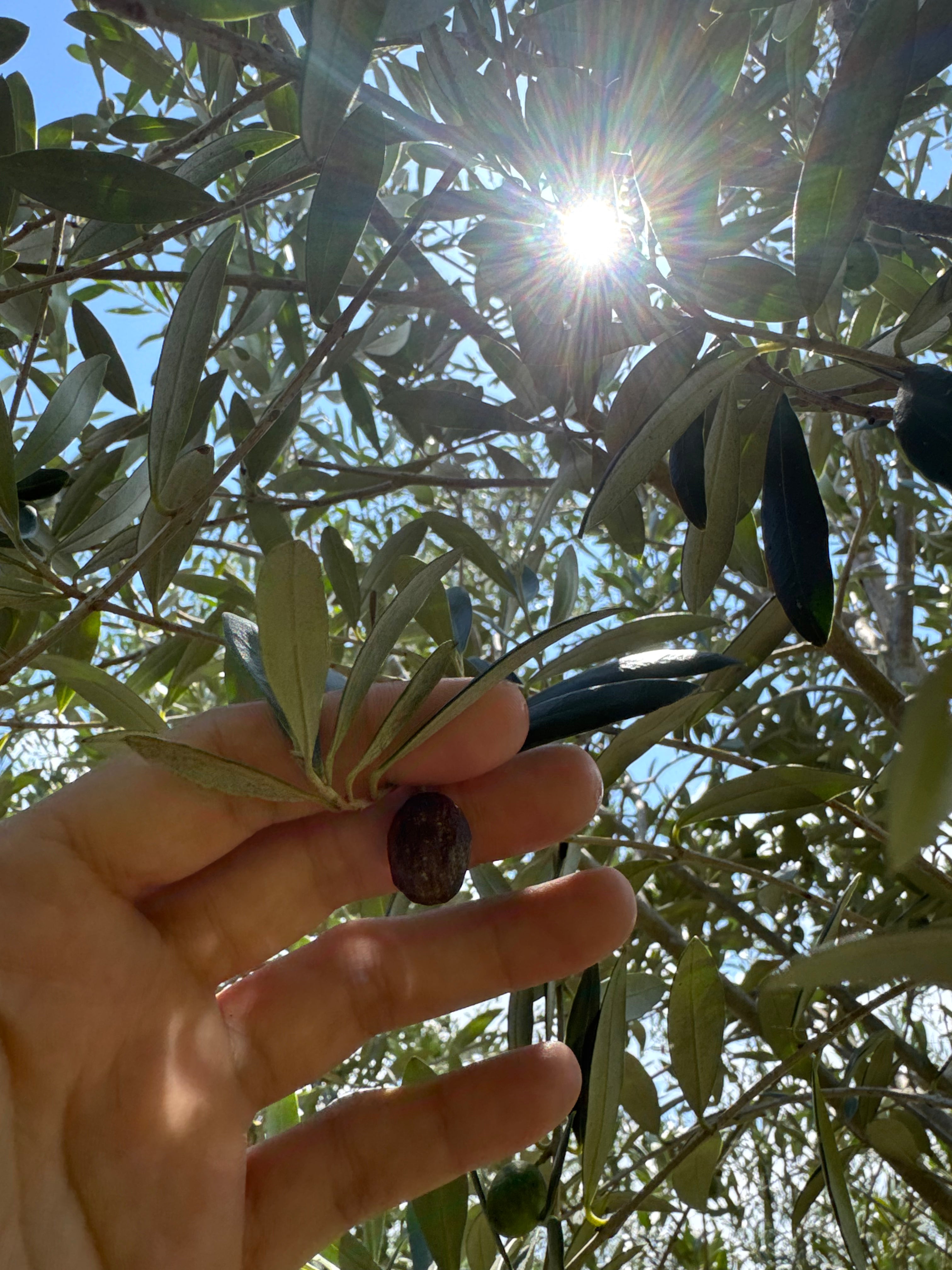 Arbequina Olive Tree (Olea europaea 'Arbequina')