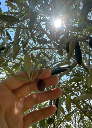 Arbequina Olive Tree (Olea europaea 'Arbequina')