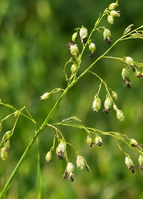 A close-up photograph of a green grass-like plant with slender stems and many small pale green seed pods against a blurred green natural background.
