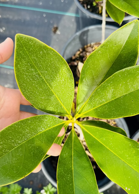 Original Southern Magnolia – From Seed (Magnolia grandiflora)