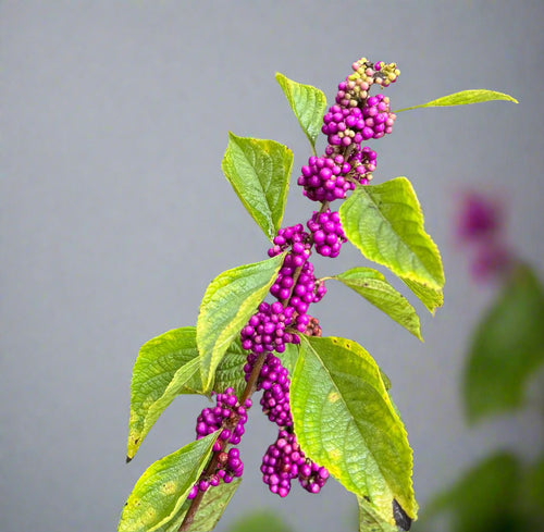 American Beautyberry Florida Native (Callicarpa Americana) 3 Gallon