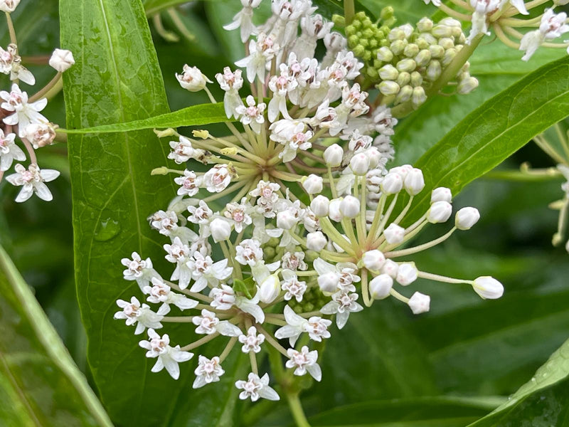 Native Perennis Milkweed Wholesale By Flowing Well Tree Farm