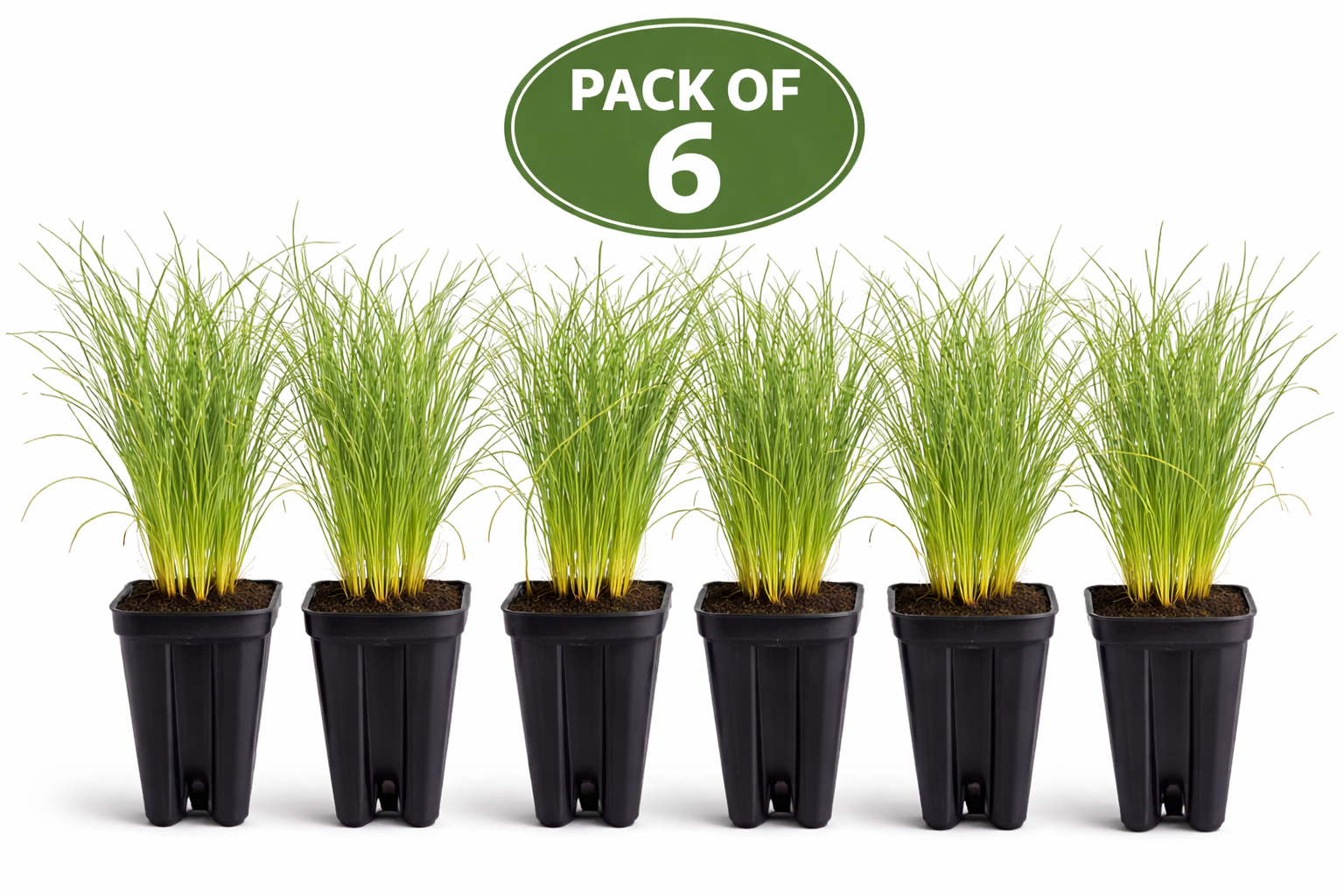 Long Leaf Pine (Pinus palustris)