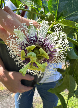 Passion Fruit (Passiflora Incarnata)