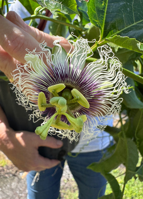 Passion Fruit (Passiflora Incarnata)