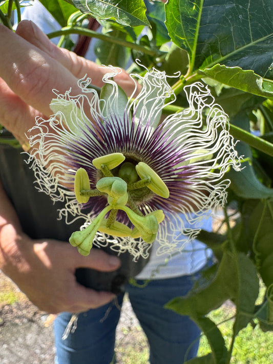Passion Fruit (Passiflora Incarnata) 3 Gallon