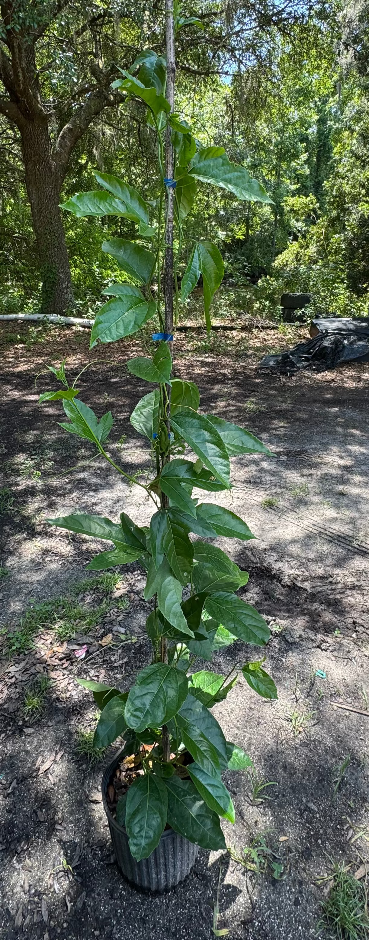 Passion Fruit (Passiflora Incarnata) Coming Back Soon