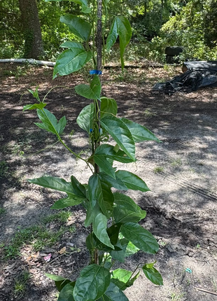 Passion Fruit (Passiflora Incarnata)
