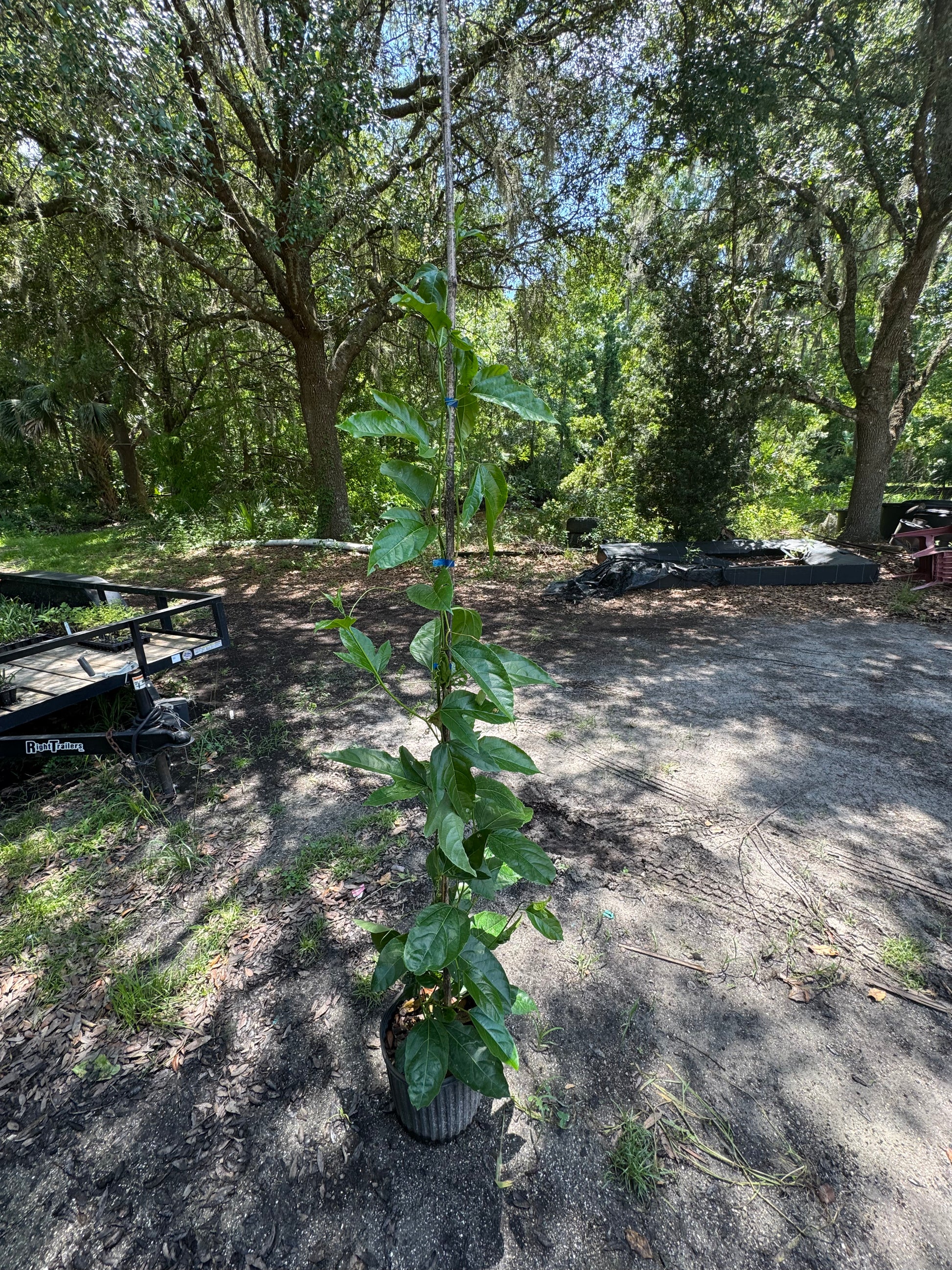 Passion Fruit (Passiflora Incarnata) 3 Gallon