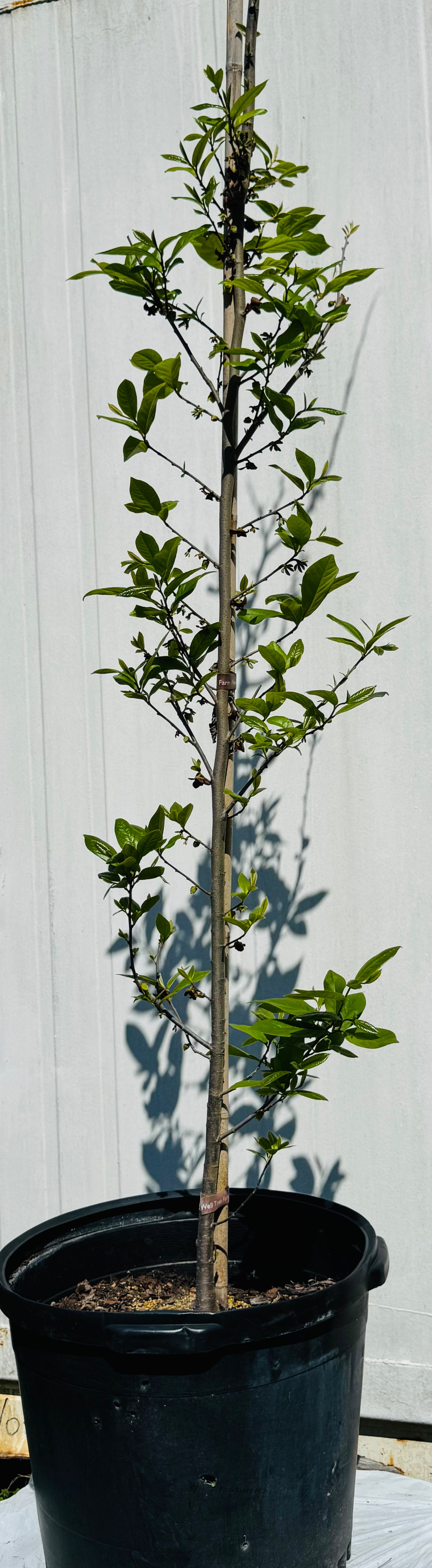 Native Pawpaw (Asimina Triloba) from seed